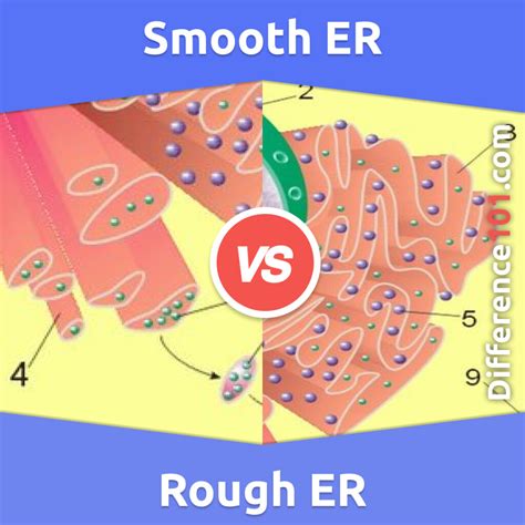 smooth vs rough endoplasmic reticulum.